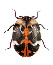 Attēlu rezultāti vaicājumam “Anthrenus sp.”