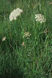 Attēlu rezultāti vaicājumam “Selinum carvifolia leaf”