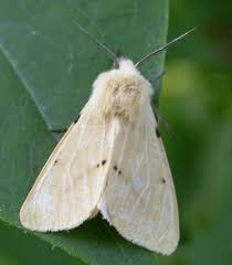 Attēlu rezultāti vaicājumam “Spilosoma lutea imago”