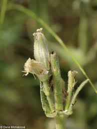 Attēlu rezultāti vaicājumam “Silene viscaria bud”