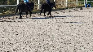 Image result for Dalkeith Park Equestrian Club