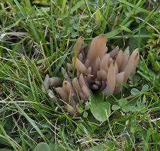 Attēlu rezultāti vaicājumam “Clavaria fumosa”