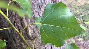 Attēlu rezultāti vaicājumam “Populus nigra leaf”