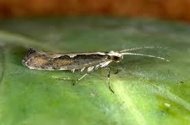 Attēlu rezultāti vaicājumam “Plutella xylostella”