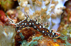 ผลการค้นหารูปภาพสำหรับ Bornella Anguilla