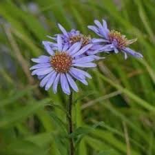 Attēlu rezultāti vaicājumam “Rhynchostegiella tenella”