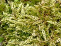 Attēlu rezultāti vaicājumam “Brachythecium albicans”