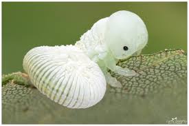 Attēlu rezultāti vaicājumam “Cimbex femoratus larva”