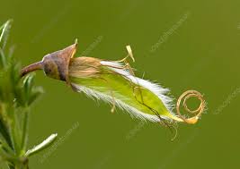 Attēlu rezultāti vaicājumam “Cytisus scoparius fruit”