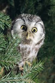 Attēlu rezultāti vaicājumam “Glaucidium passerinum”