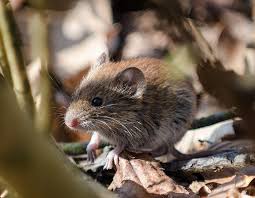 Attēlu rezultāti vaicājumam “Myodes glareolus”