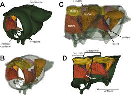 Attēlu rezultāti vaicājumam “Strongylosoma pallipes”
