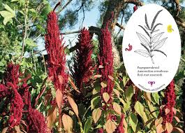 Attēlu rezultāti vaicājumam “Amaranthus retroflexus flower”