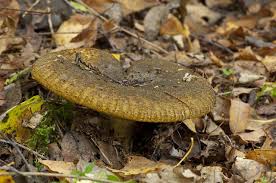 Attēlu rezultāti vaicājumam “Lactarius necator”