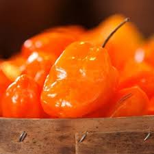 Afbeeldingsresultaat voor orange habanero hot pepper