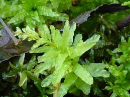 Attēlu rezultāti vaicājumam “Plagiomnium undulatum”