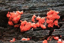 Attēlu rezultāti vaicājumam “Tubifera ferruginosa (subsp. ferruginosa) young”