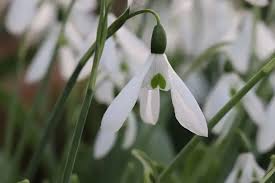 Attēlu rezultāti vaicājumam “Galanthus nivalis leaf”