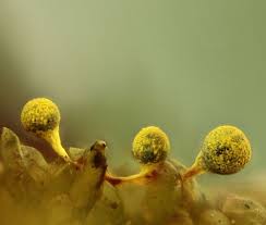 Attēlu rezultāti vaicājumam “Craterium aureum”