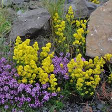 Attēlu rezultāti vaicājumam “Galium verum bud”