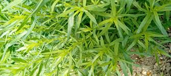 Image result for Artemisia dracunculus