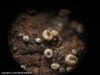 Attēlu rezultāti vaicājumam “Lachnum corticale”