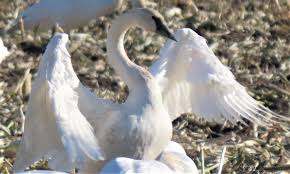 Attēlu rezultāti vaicājumam “Cygnus columbianus adult”