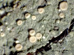 Attēlu rezultāti vaicājumam “Coenogonium pineti”