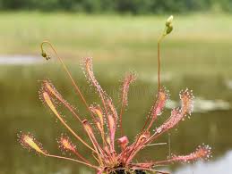 Attēlu rezultāti vaicājumam “Drosera anglica flower”