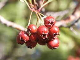 Attēlu rezultāti vaicājumam “Crataegus douglasii”