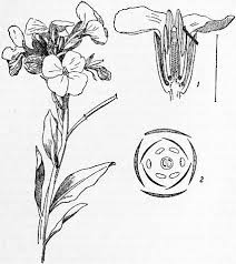 Attēlu rezultāti vaicājumam “Cruciferae”