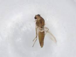 Attēlu rezultāti vaicājumam “Tanytarsus”