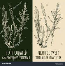 Attēlu rezultāti vaicājumam “Gnaphalium sylvaticum bud”