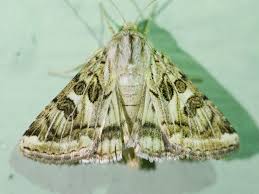 Attēlu rezultāti vaicājumam “Protoschinia scutosa”