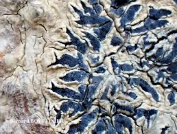 Attēlu rezultāti vaicājumam “Phaeographis dendritica”