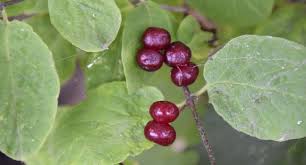 Attēlu rezultāti vaicājumam “Lonicera xylosteum fruit”