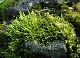 Attēlu rezultāti vaicājumam “Brachythecium albicans”