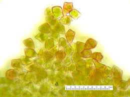 Attēlu rezultāti vaicājumam “Lophozia longidens”