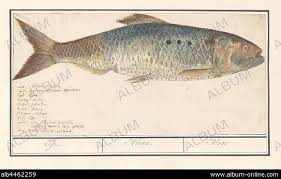 Image result for Alosa alosa