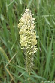 Attēlu rezultāti vaicājumam “Alopecurus pratensis flower”