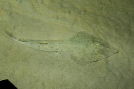 Image result for Acroteriobatus annulatus