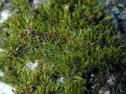 Attēlu rezultāti vaicājumam “Grimmia muehlenbeckii”