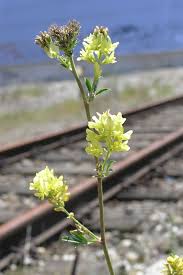Attēlu rezultāti vaicājumam “Medicago x varia”