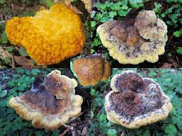 Attēlu rezultāti vaicājumam “Phaeolus schweinitzii”