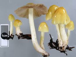 Attēlu rezultāti vaicājumam “Bolbitius vitellinus”