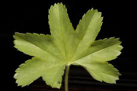 Attēlu rezultāti vaicājumam “Alchemilla subcrenata”