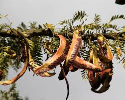 Attēlu rezultāti vaicājumam “Gleditsia triacanthos fruit”