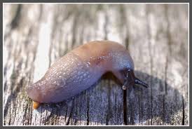 Attēlu rezultāti vaicājumam “Krynickillus melanocephalus”