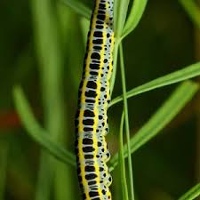 Attēlu rezultāti vaicājumam “Calophasia lunula larva”