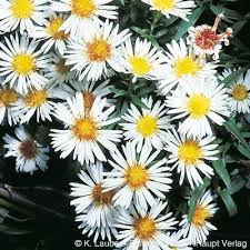 Image result for Aster lanceolatus